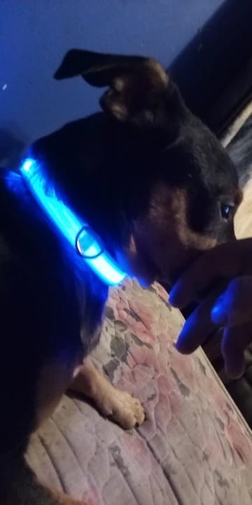 Customer photo review of NightBeam™ LED Safety Collar