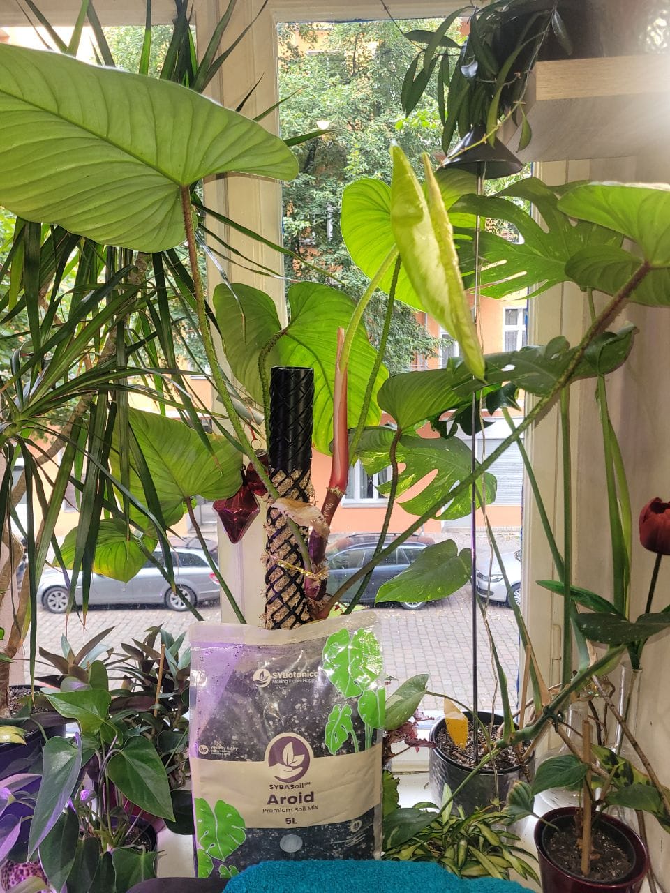 Customer photo review of Aroid Mix (Monstera e.t.c.)