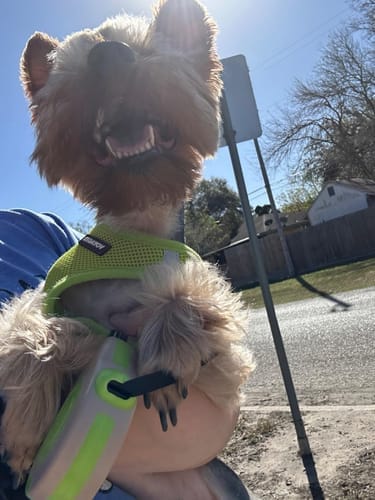 Customer photo review of Retractable Dog Leash