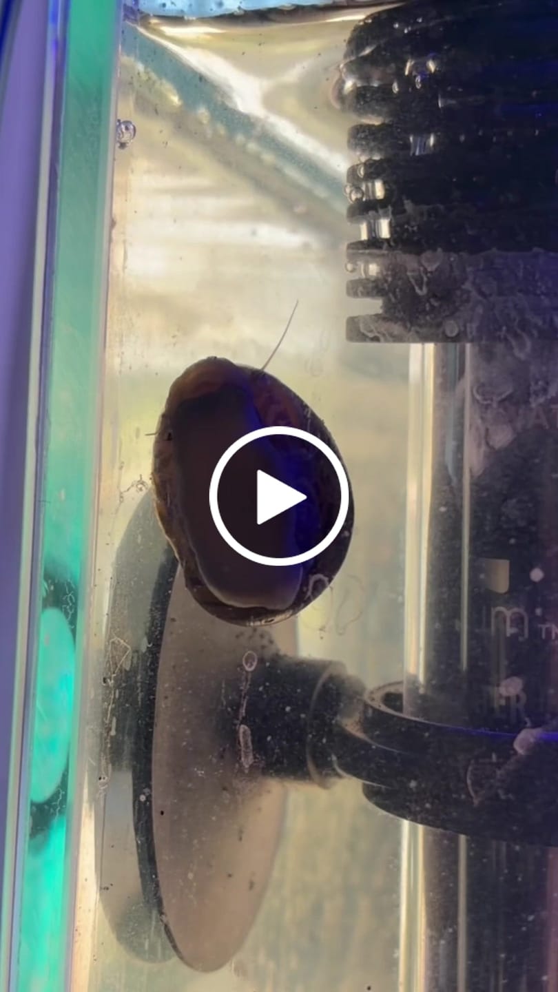 Customer video review of Nerite Snail Bundle | Saving Pack