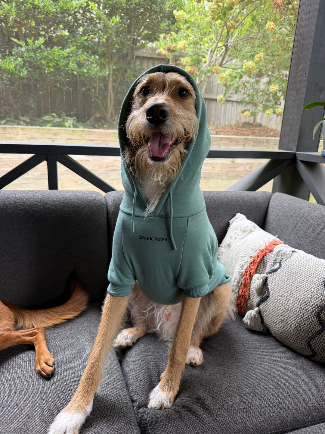 Customer photo review of Essential Dog Hoodie - Teal
