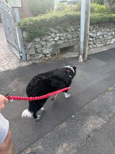 Customer photo review of TragPet Anti-Zug Hundegeschirr