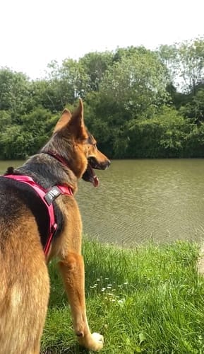 Customer photo review of TragPet Anti-Zug Hundegeschirr