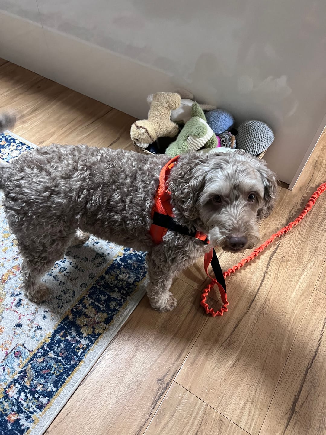 Customer photo review of The Good Dog Lead