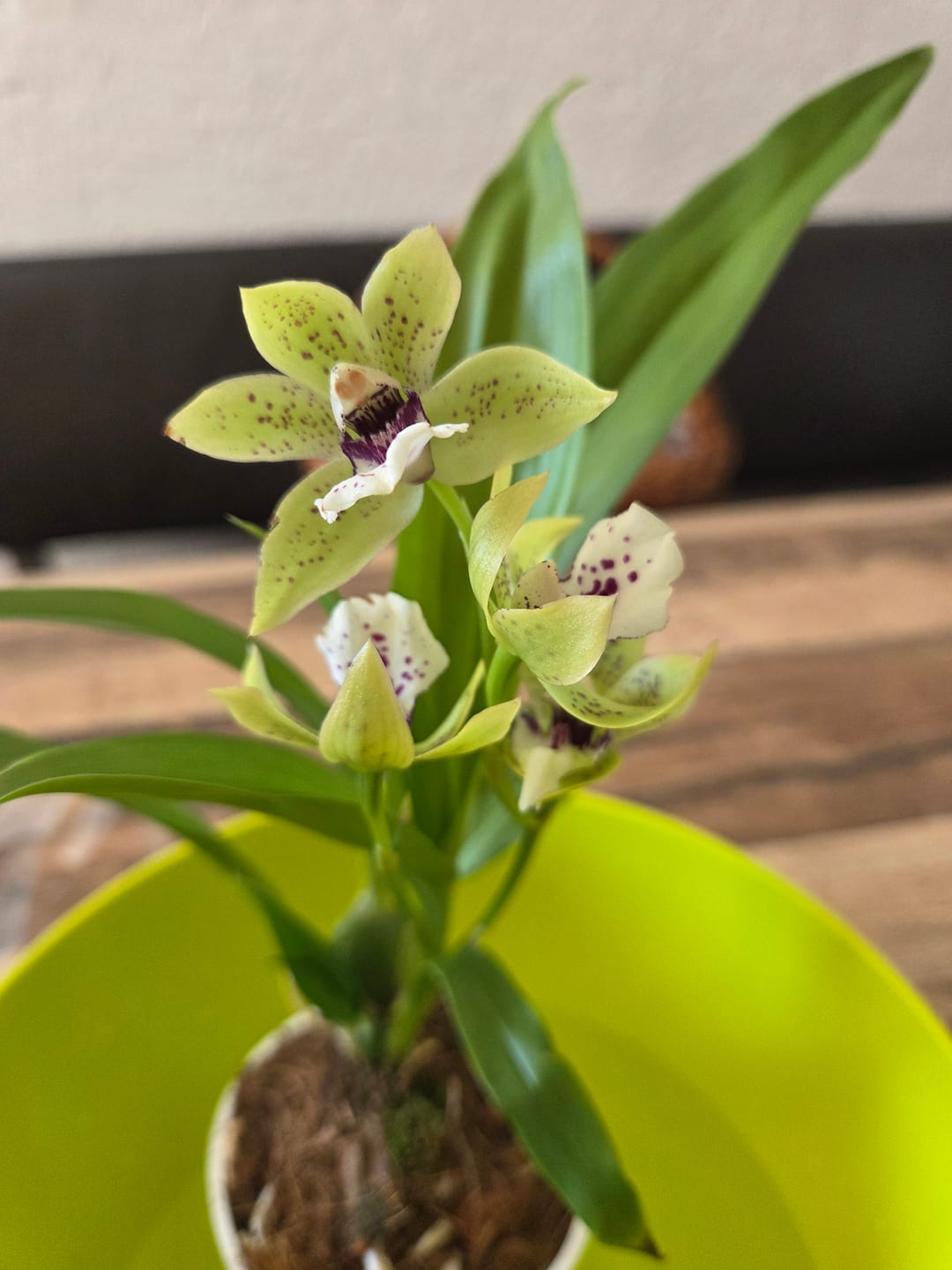 Customer photo review of Zygopetalum green im 9cm Topf