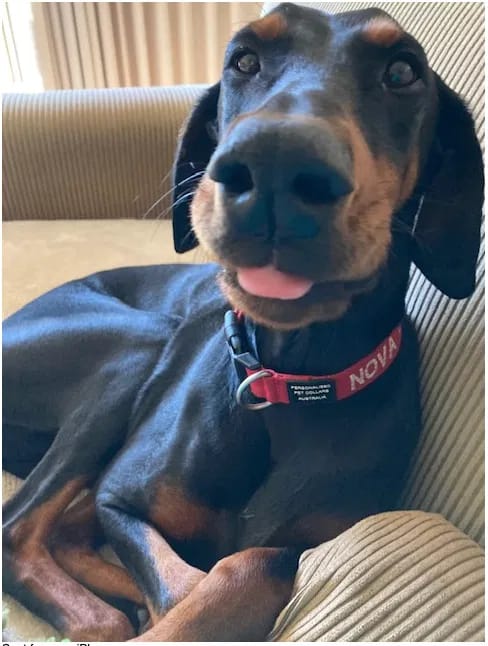 Customer photo review of PawWipe – Badet din hund faktiskt gillar