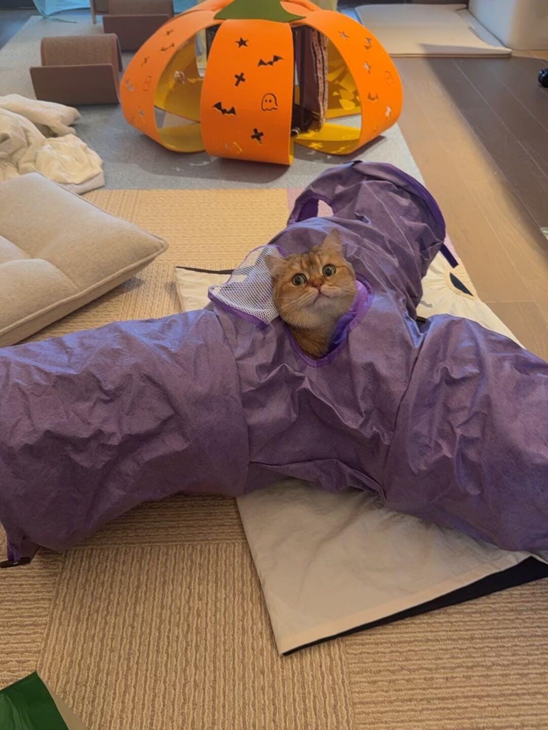 Customer photo review of 3 Way Collapsible Cat Tunnel