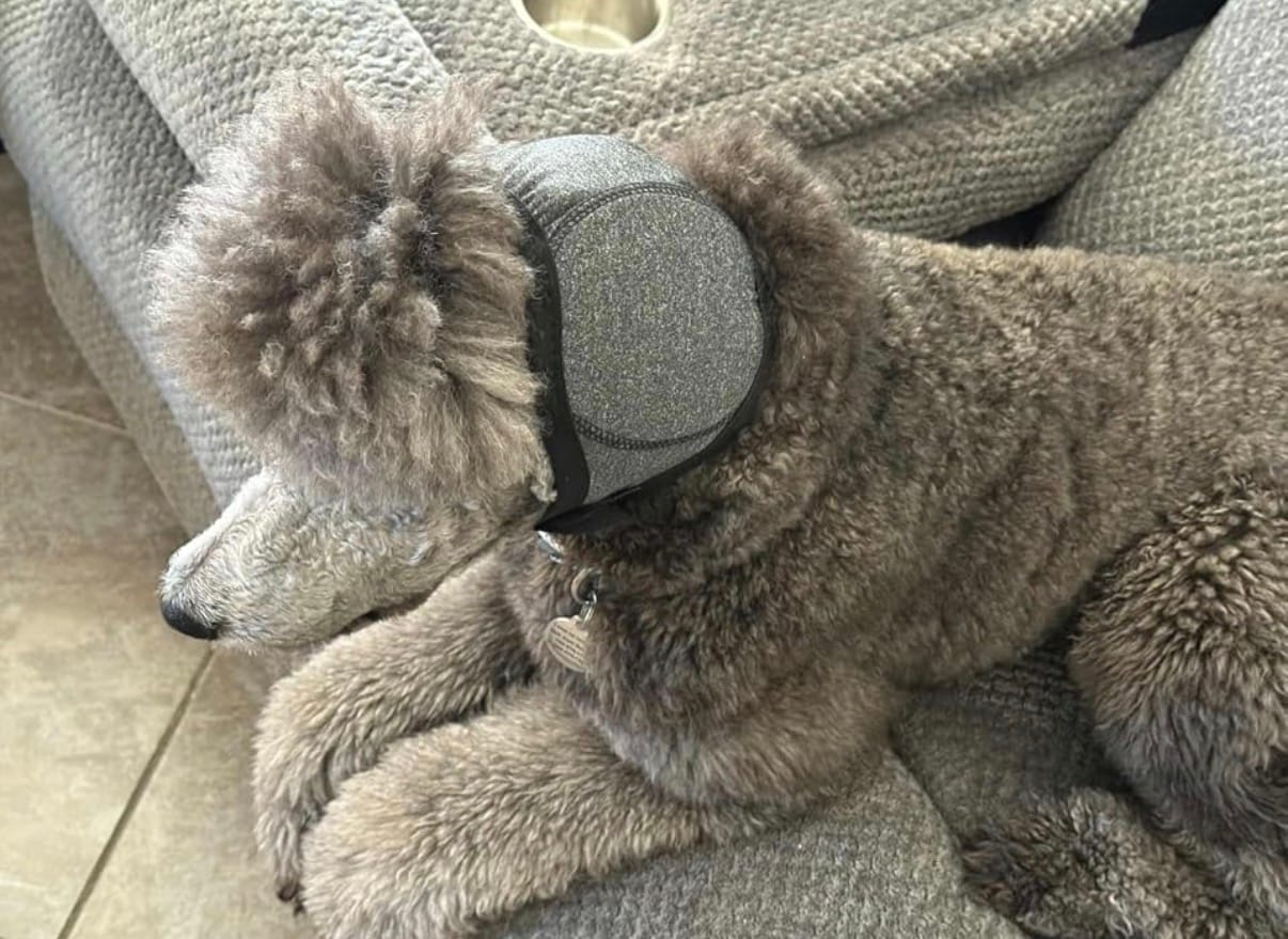 Customer photo review of Pawtera CalmWrap™