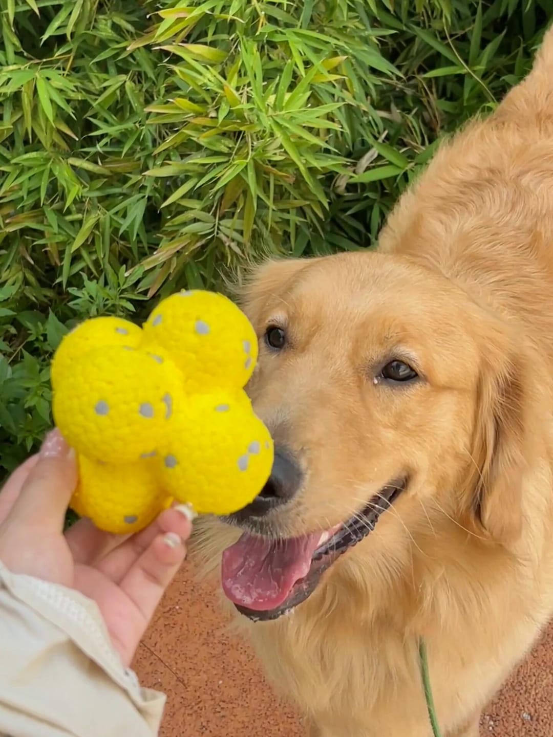 Customer photo review of Pawtique BounceBright™ Textured Fetch Toy
