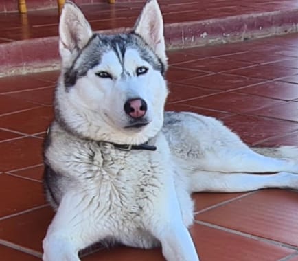 Customer photo review of Pawtiva™ Protección Natural contra Pulgas y Garrapatas hasta por 12 Meses