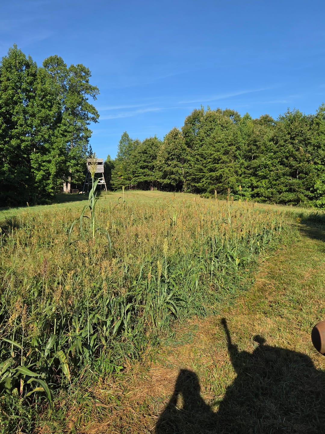 Customer photo review of Dove & Quail Plot