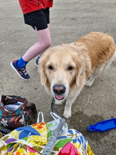 Customer photo review of TragPet Anti-Zug Hundegeschirr