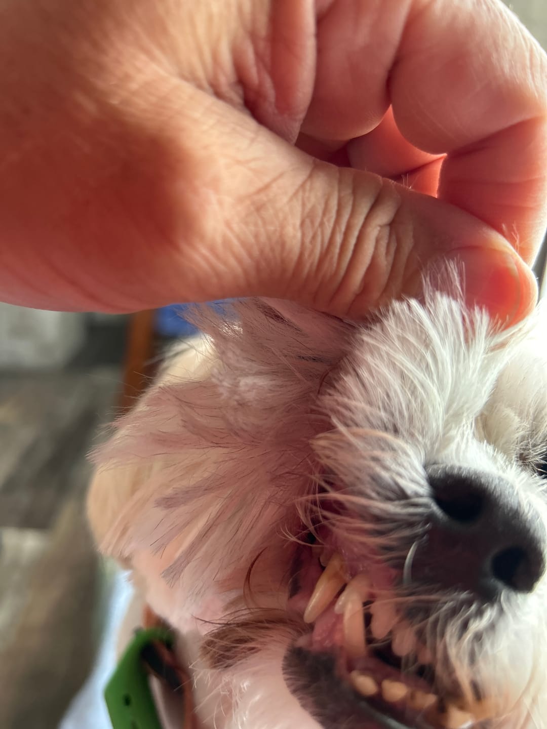 Customer photo review of Pup Labs ProDenta®