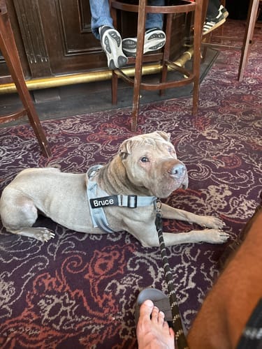 Customer photo review of TragPet Anti-Zug Hundegeschirr