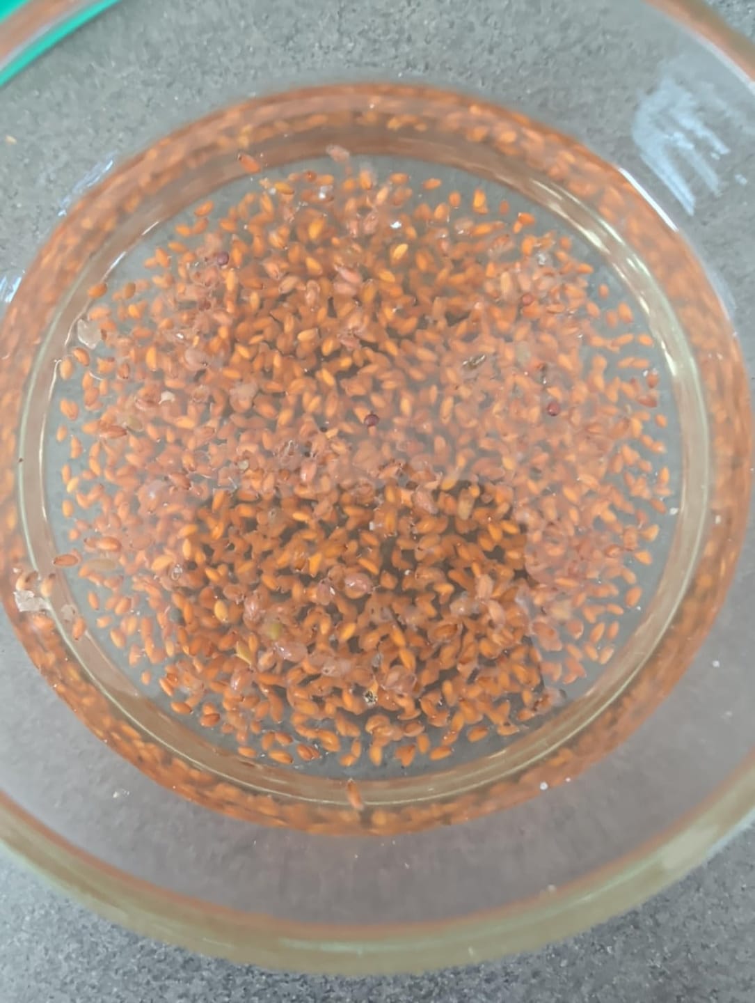 Customer photo review of Nutri Glow Garden Cress (Halim Seeds) – 250g | Ready to Eat