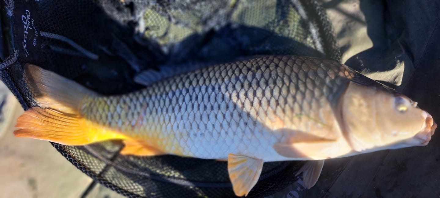 Customer photo review of FLAVOURED PELLETS 1kg
