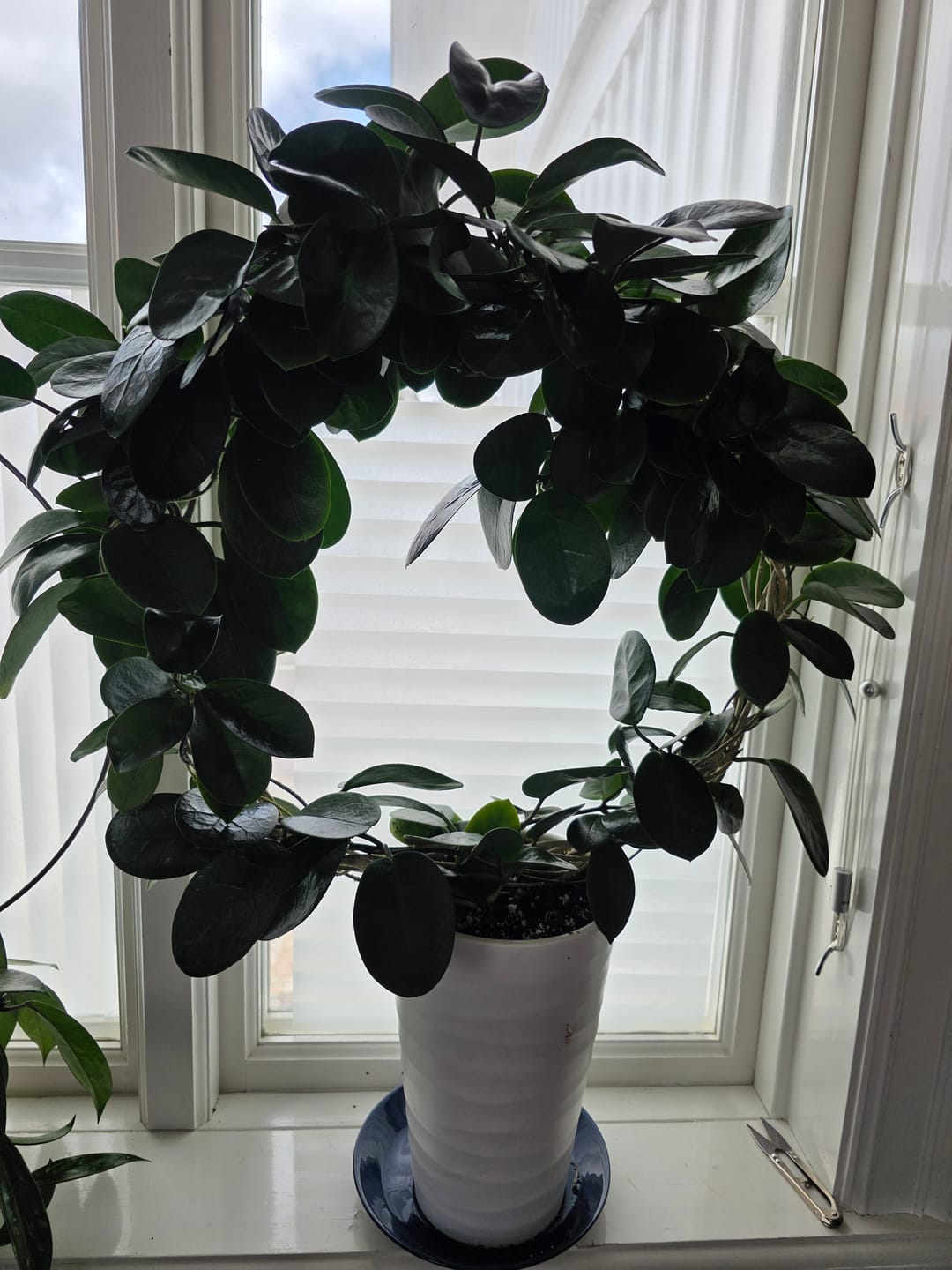 Customer photo review of Hoya Mix