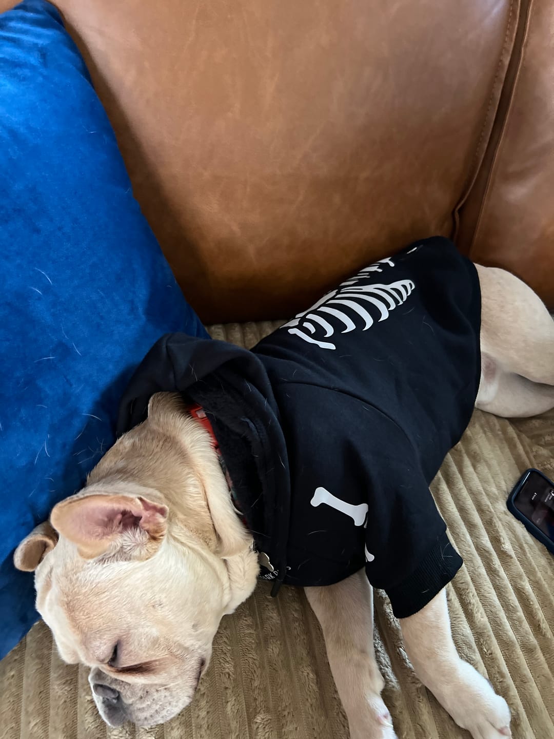 Customer photo review of Halloween Dog Hoodie - Reflective Skeleton