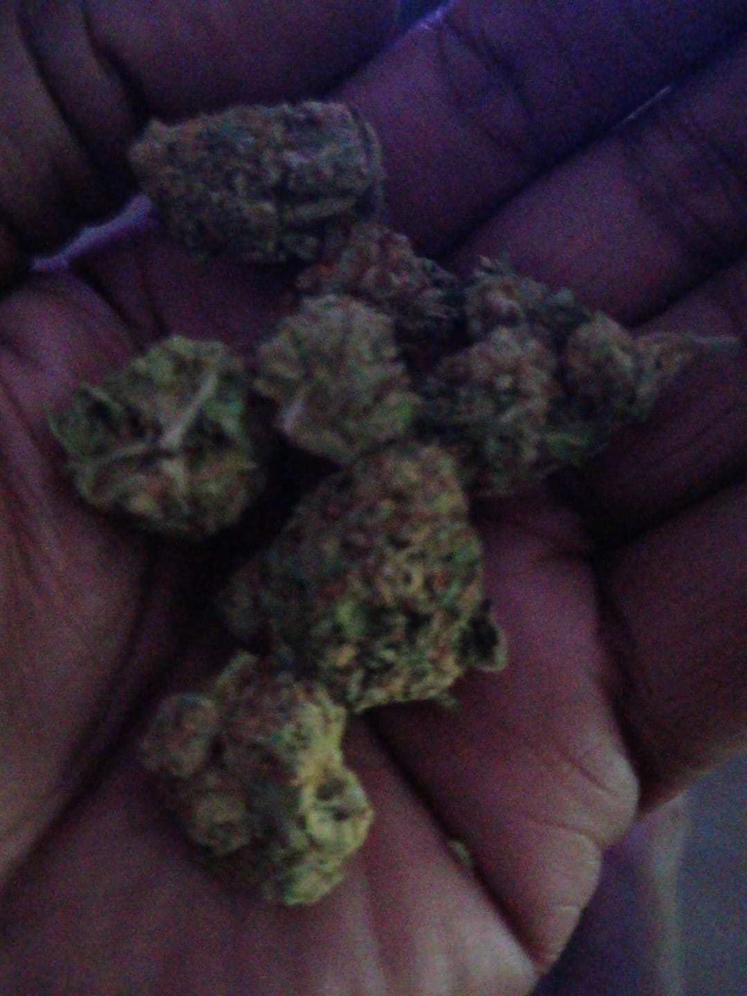 Customer photo review of Jungle Gelato - 28 Grams - Indica