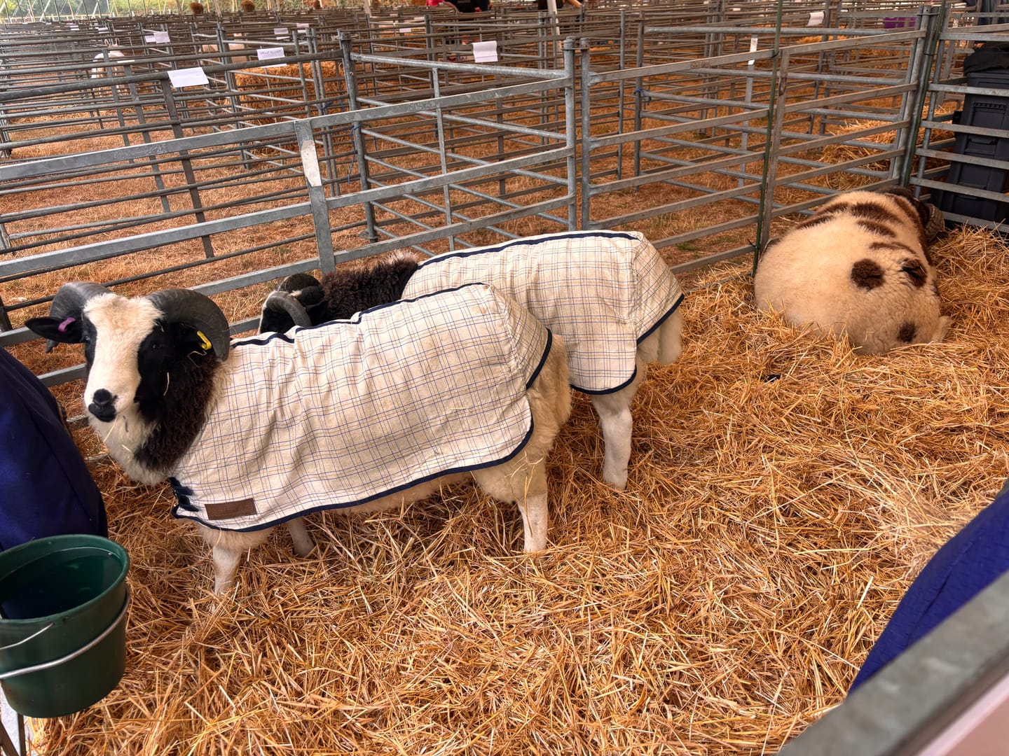 Customer photo review of Travel & Show Sheep Coat