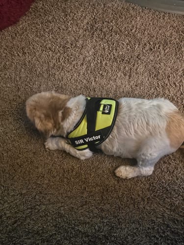 Customer's Dogshood No Pull Harness with custom name patch on a dog resting on a carpeted floor.
