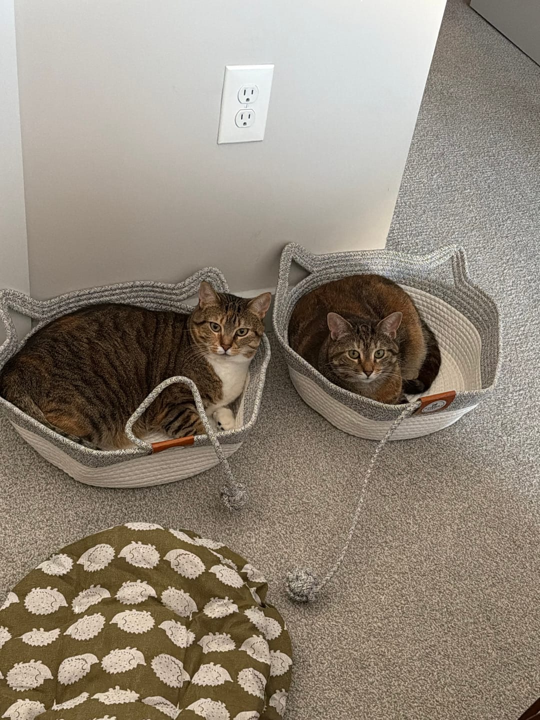 Customer photo review of Instinct Basket | Meet the first research-backed natural territory for indoor cats
