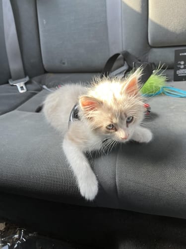 Customer photo review of Dog Safety Seat Belt