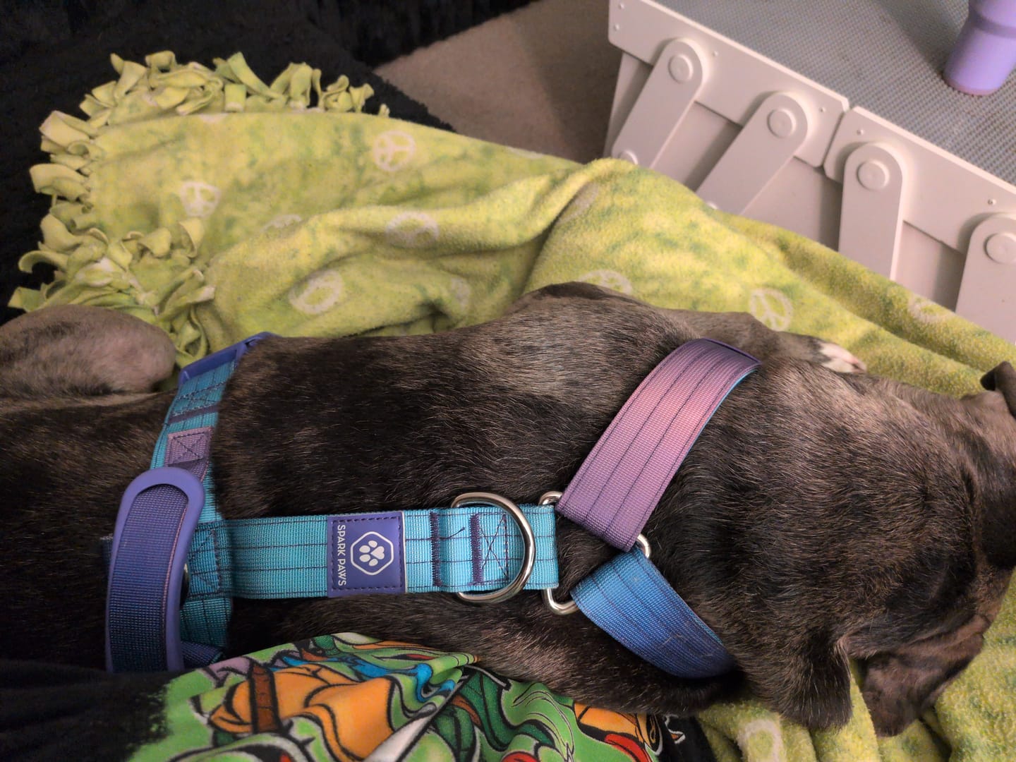 Customer photo review of Comfort Control No-Pull Dog Harness and Multipurpose Leash Set - 90s Retro