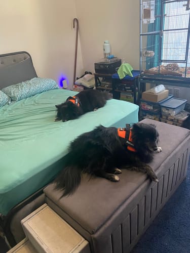 Customer's two dogs lying on a bed and a bench wearing orange Dogshood Ergonomic Harnesses
