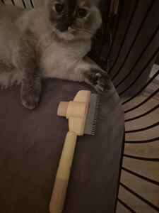 Customer photo review of PatiÖdül™ Kedi Tırnak Törpüleme & Oyun Kutusu