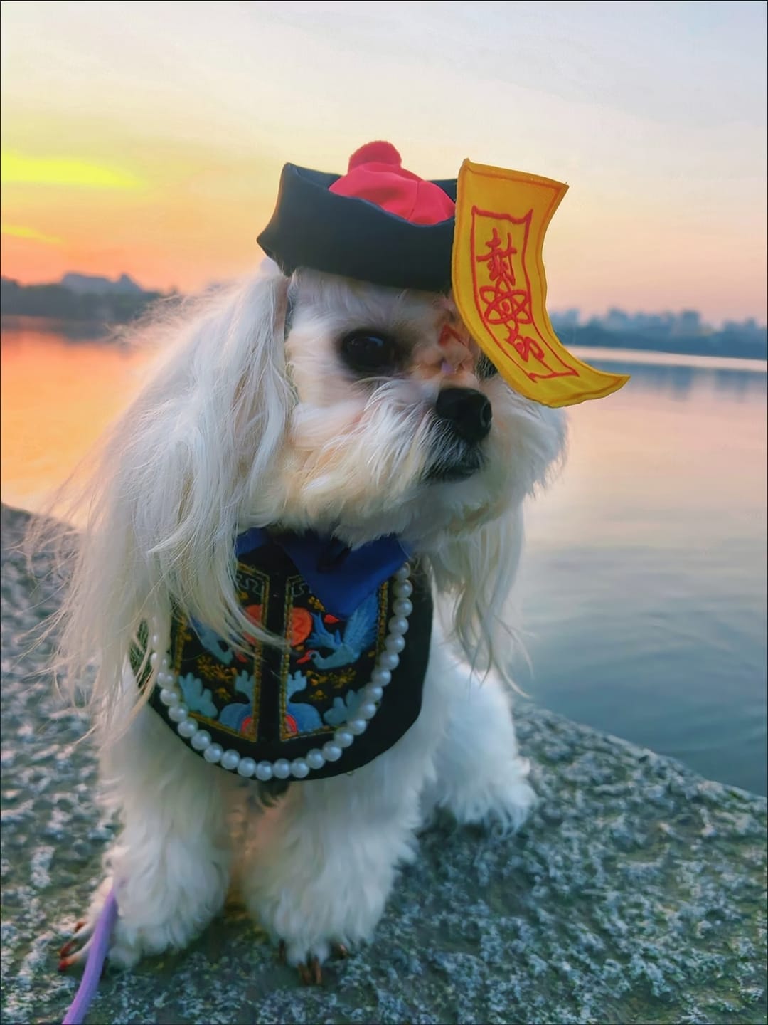 Customer photo review of Jiangshi Chinese Vampire Pet Costume