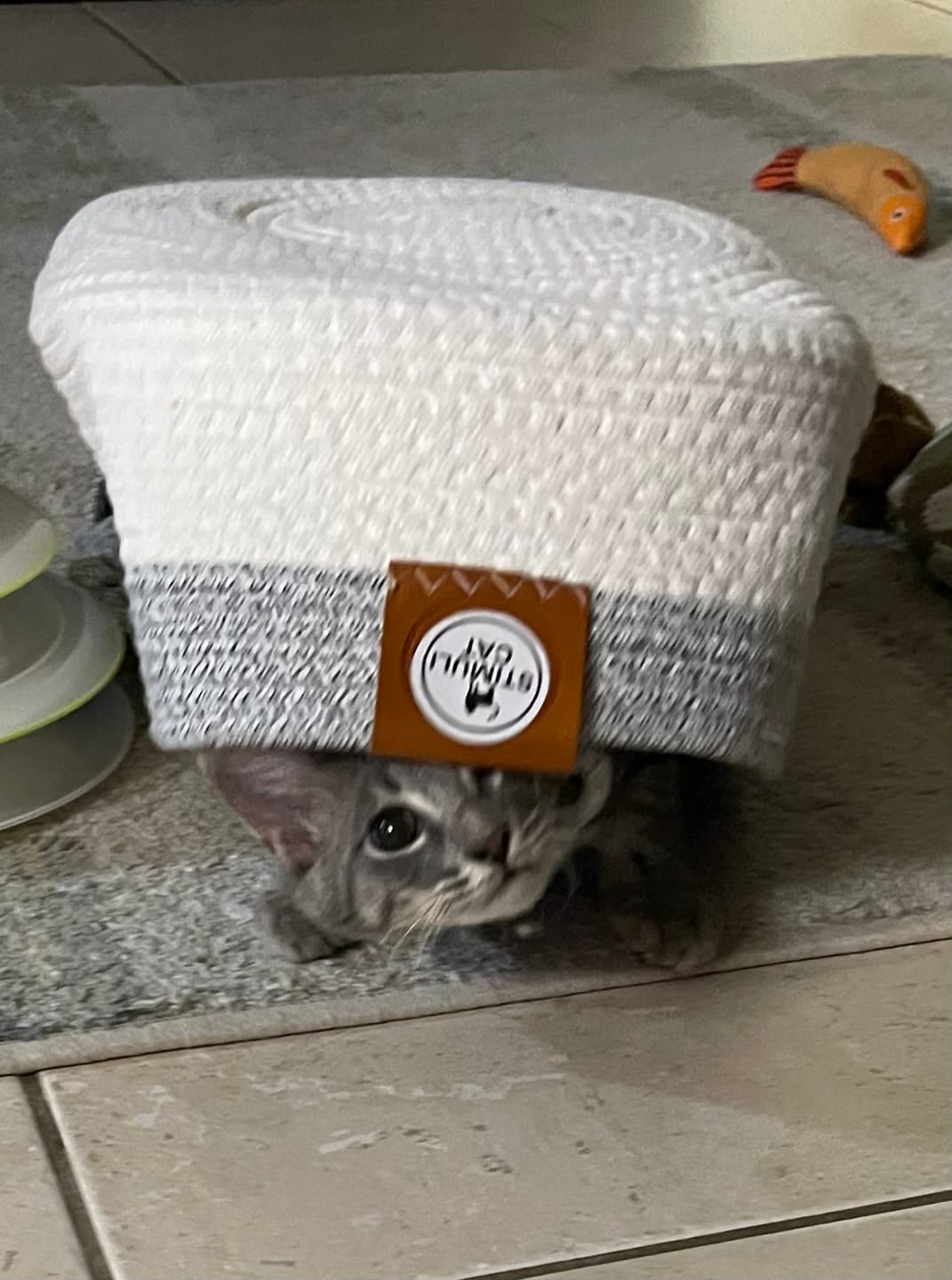 Customer photo review of Instinct Basket | Meet the first research-backed natural territory for indoor cats