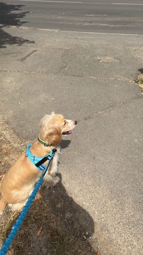Customer photo review of TragPet Anti-Zug Hundegeschirr