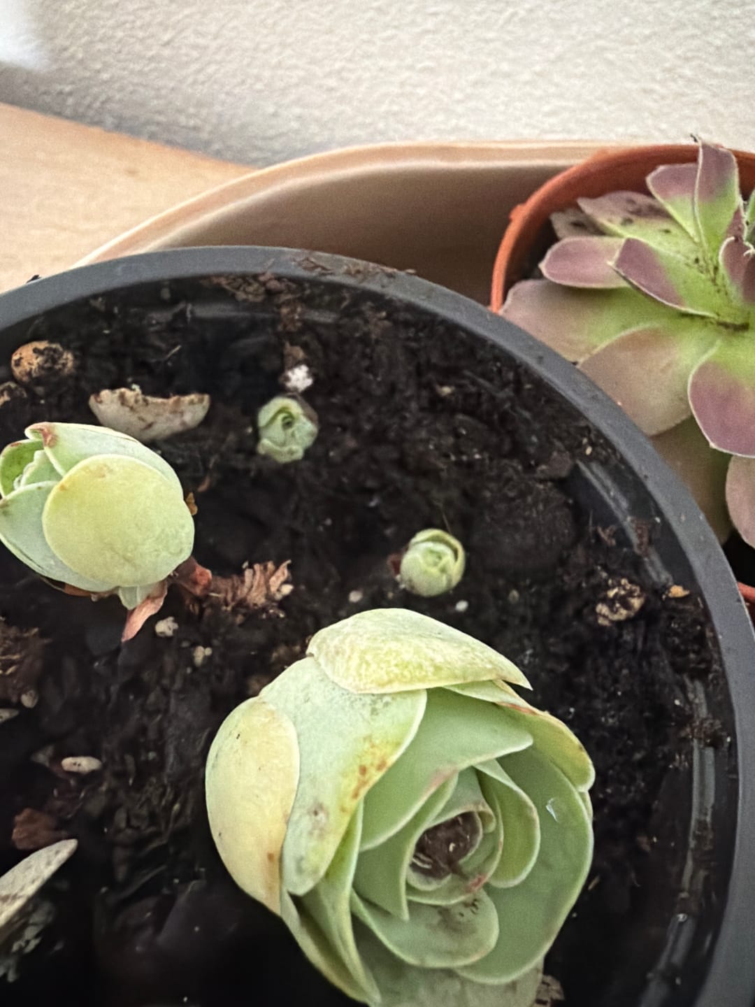 Customer photo review of Aeonium dodrantale, Greenovia dodrantalis