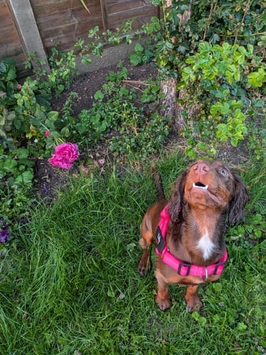 Customer photo review of TragPet Anti-Zug Hundegeschirr