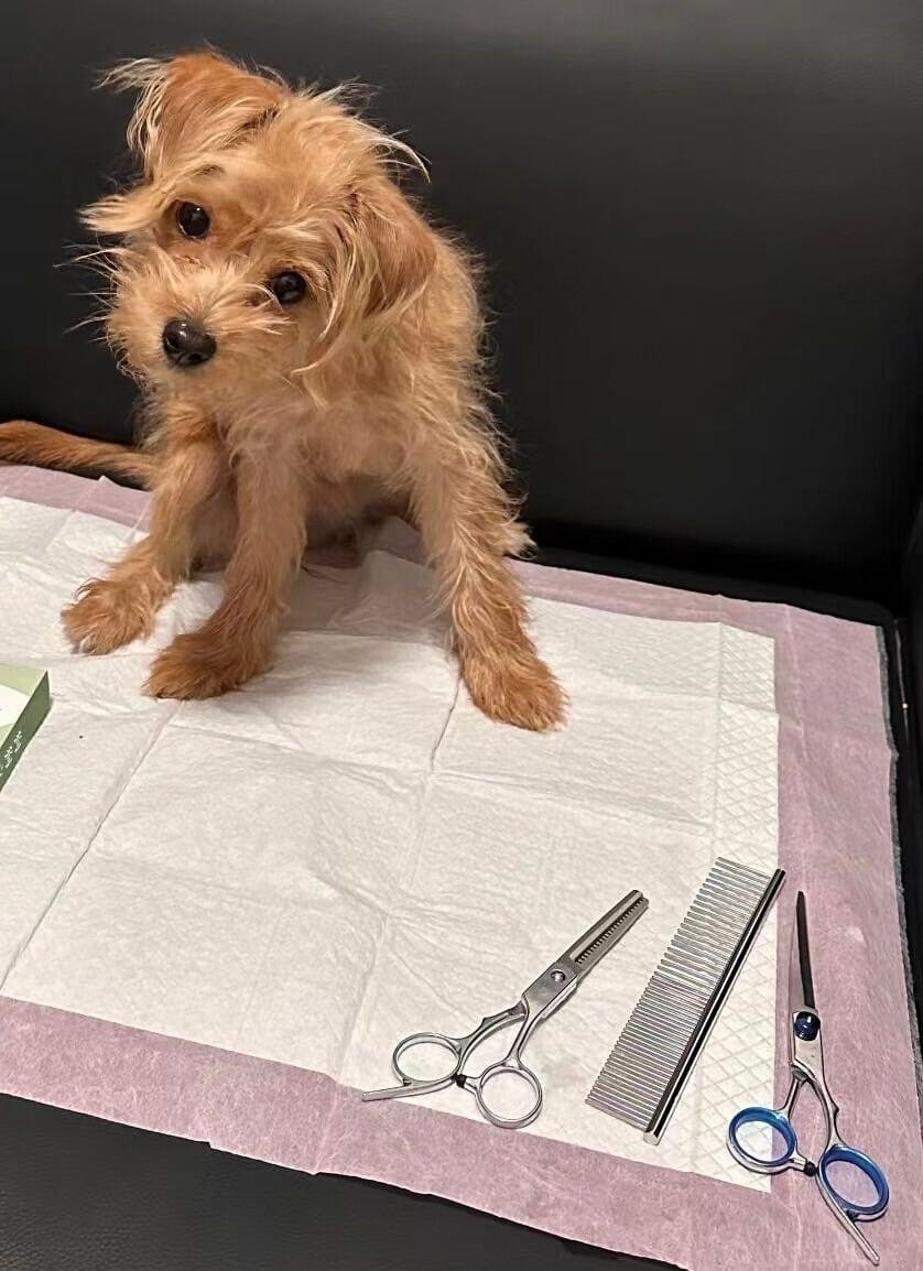 Customer photo review of Stainless Steel Pet Grooming Scissors & Comb