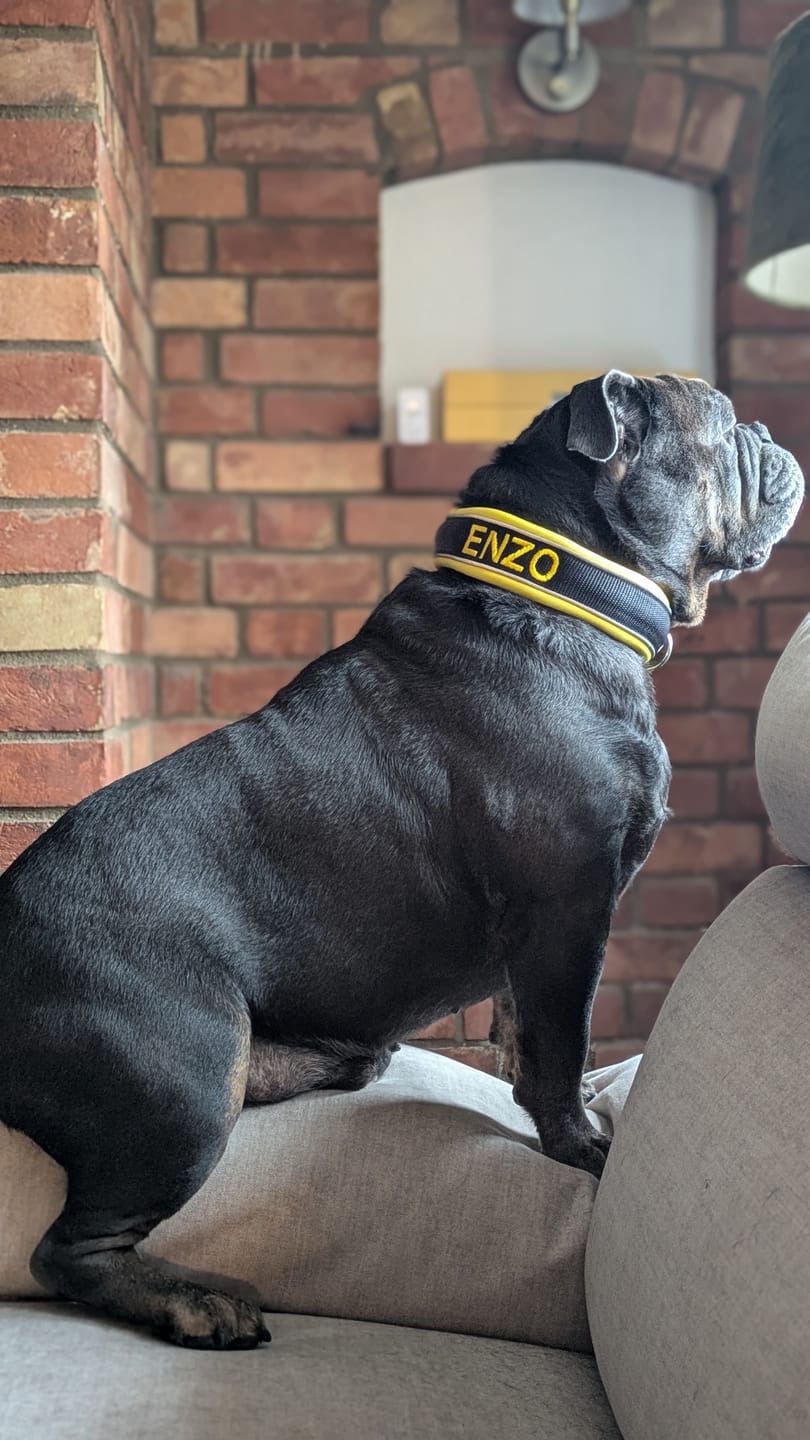 Customer photo review of 4cm Slip on Collar | Foam Padded - Black x Yellow