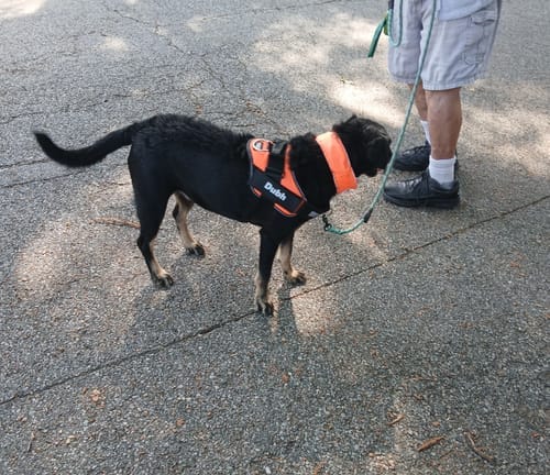 Customer photo review of Dogshood ™ No Pull Harness