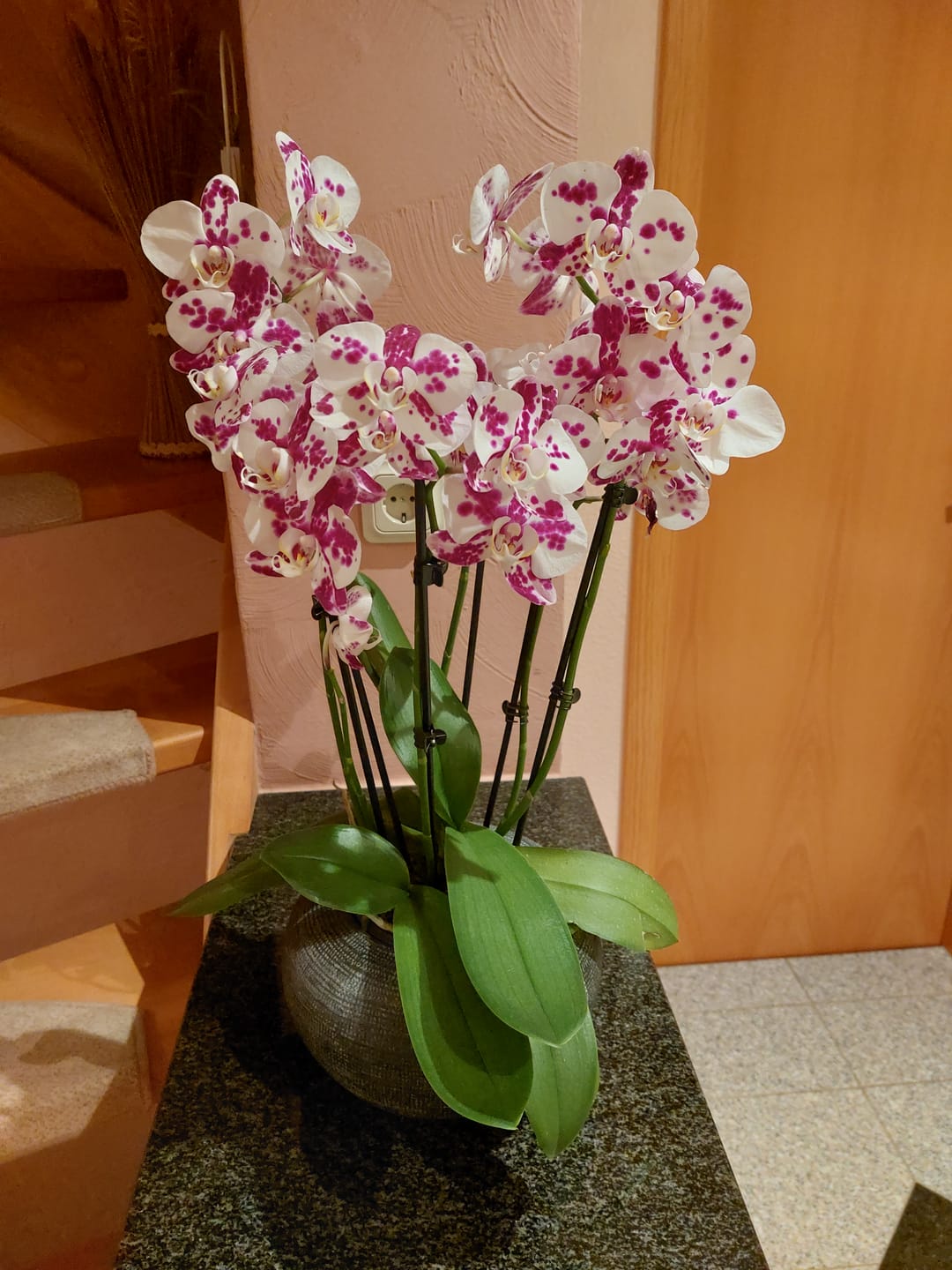 Customer photo review of Große Two of Us Marrakesh mit gefleckten Blüten und 4 Rispen