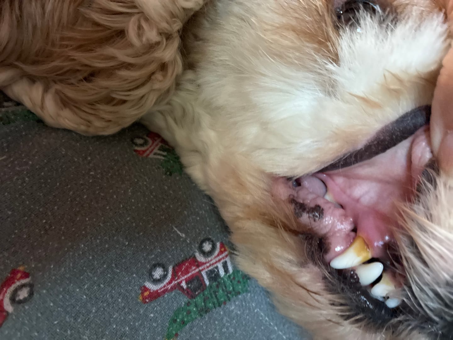 Customer photo review of Pup Labs ProDenta®