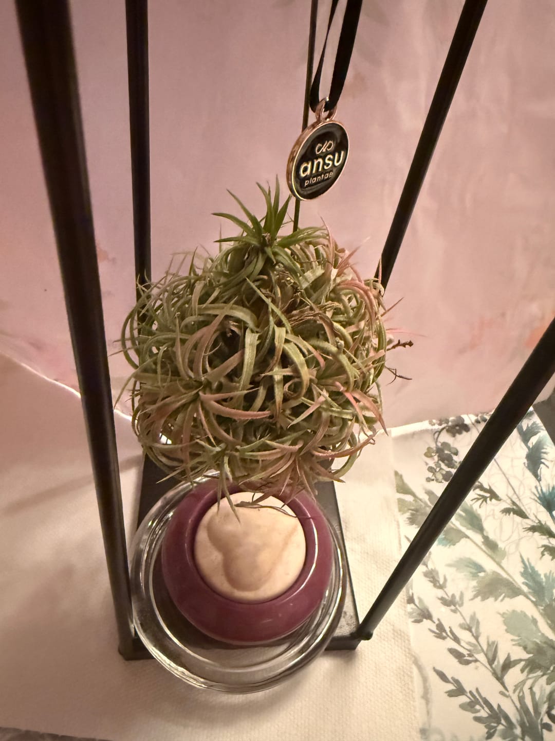 Customer photo review of Tillandsia ionantha 'mexico' - PULK