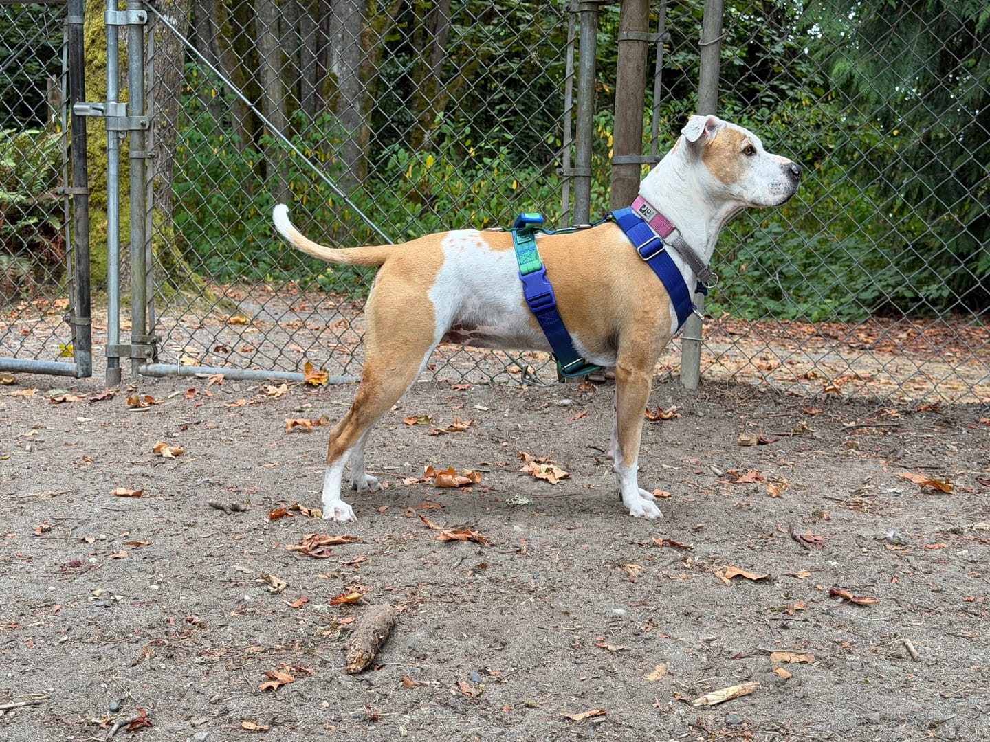 Customer photo review of Comfort Control No-Pull Dog Harness and Multipurpose Leash Sets