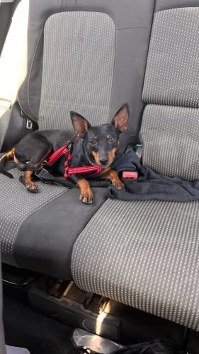Customer photo review of Dog Safety Seat Belt