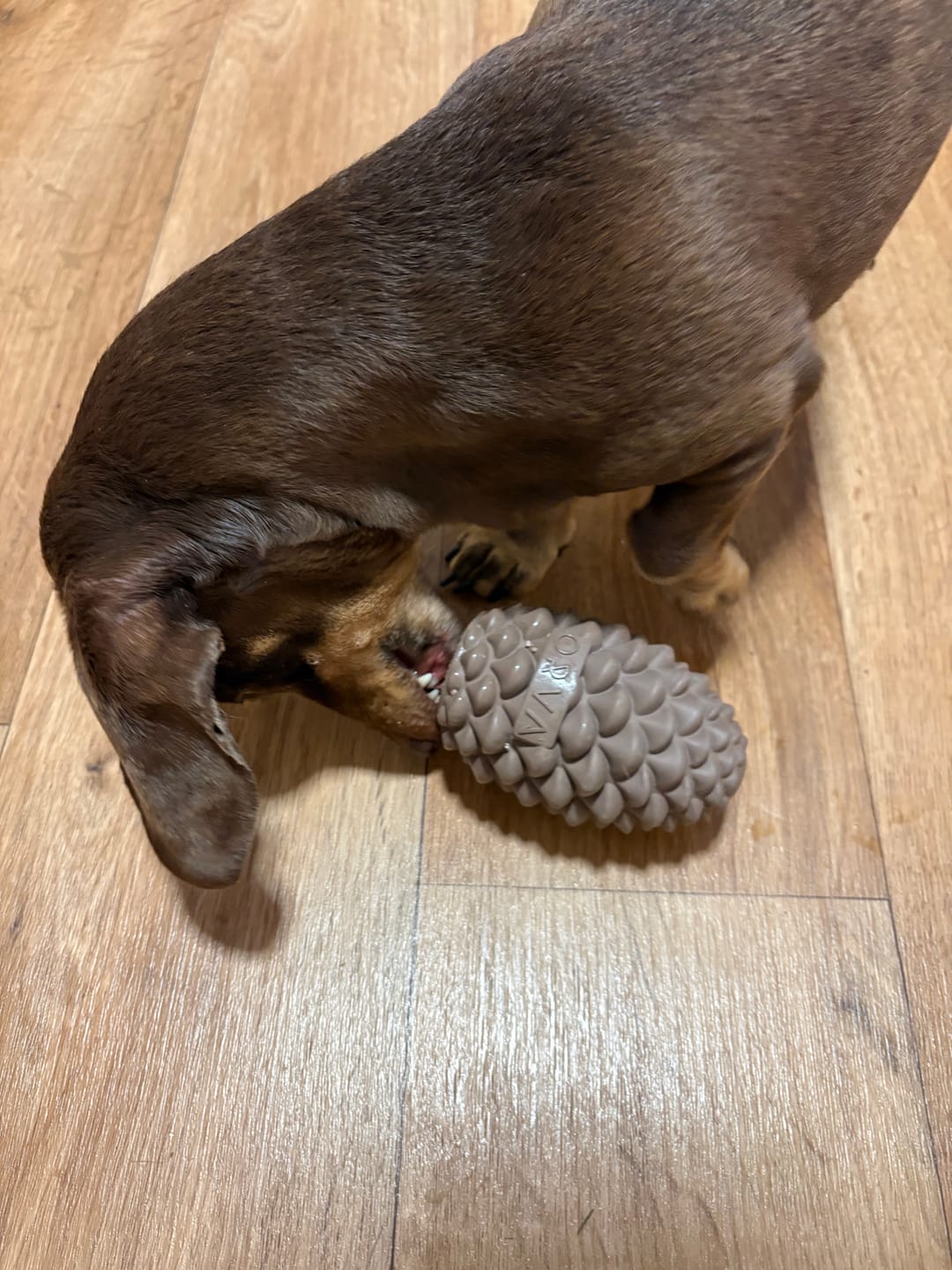 Customer photo review of Ancol Orva Pine Cone Bundle | Exclusive Stuffable Dog Enrichment Toy with No Fuss Fill