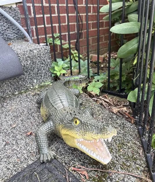 Customer photo review of 23" Lifelike Resin Crocodile Statue, Hand-Painted Alligator with Open Mouth for Patio & Garden