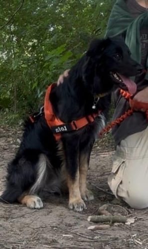Customer photo review of TragPet Anti-Zug Hundegeschirr
