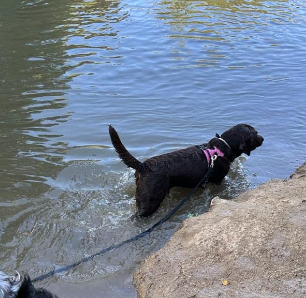 Customer photo review of Pawtiva™ Protección Natural contra Pulgas y Garrapatas hasta por 12 Meses