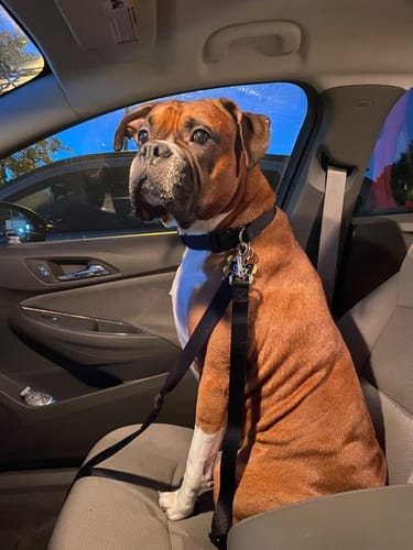 Customer photo review of Dog Safety Seat Belt