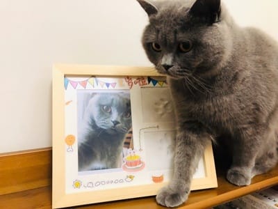 Customer photo review of BeliPaw™ - DIY Pet Paw Print Kit