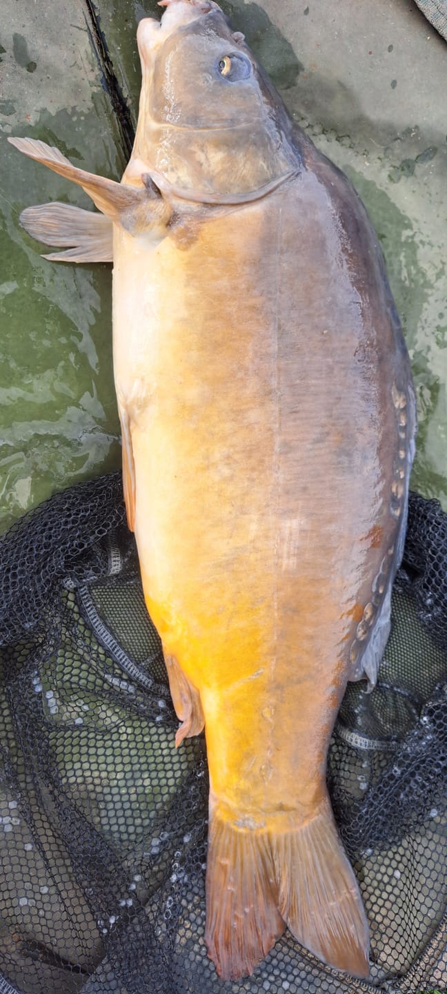Customer photo review of PREMIUM COARSE PELLETS - ALLTECH COPPENS